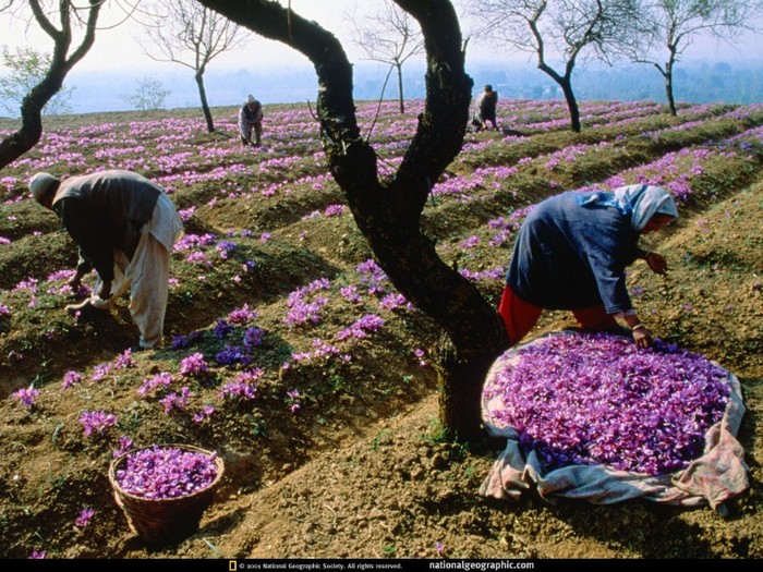 Kashmir, India4