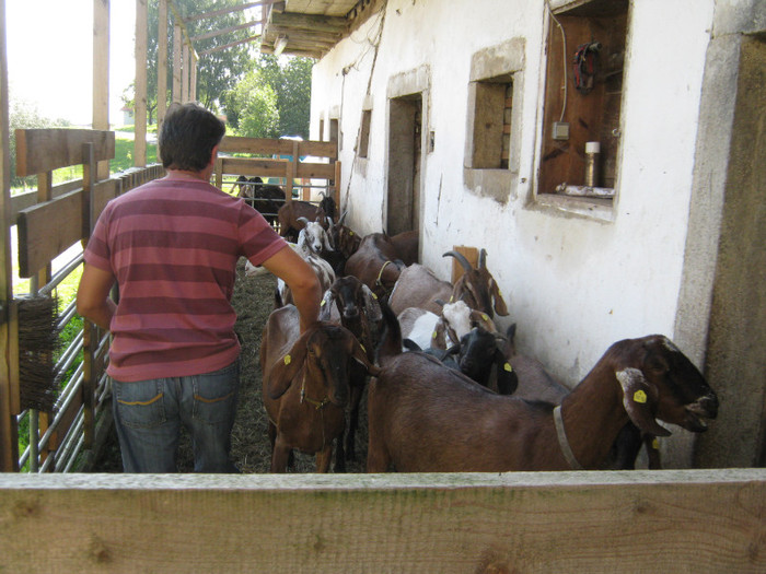 capre-anglo 029 - crescatori de capre -austria ziege farm