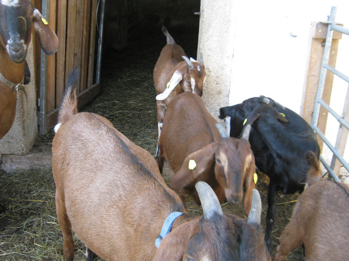 capre-anglo 031 - crescatori de capre -austria ziege farm
