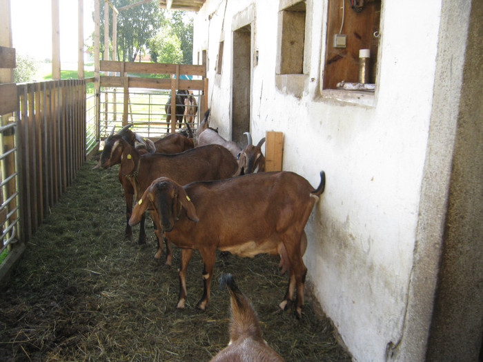 capre-anglo 033 - crescatori de capre -austria ziege farm