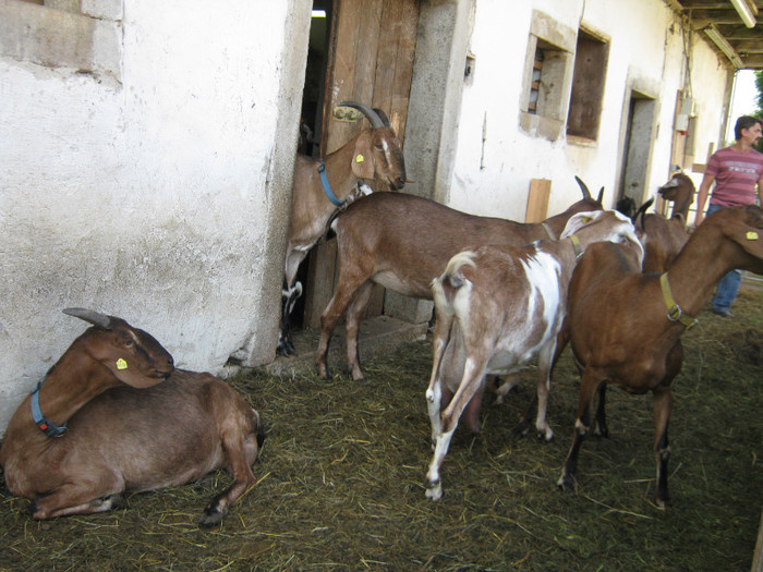 capre-anglo 028 - crescatori de capre -austria ziege farm