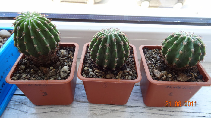 Echinopsis 1-2-3