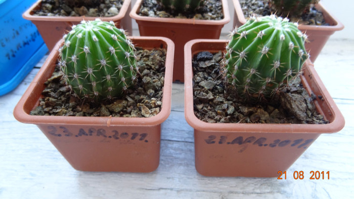 Echinopsis 4-5 - PLANTE DE VANZARE