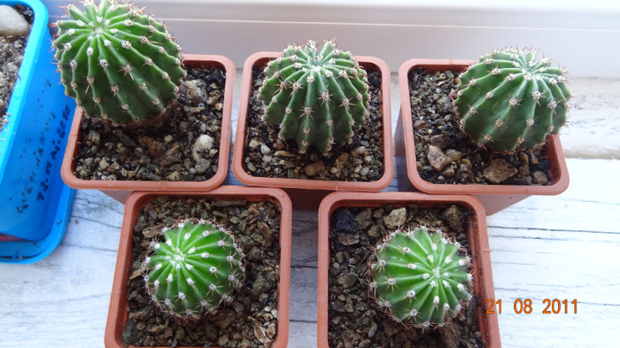 Echinopsis 1-2-3-4-5 - PLANTE DE VANZARE