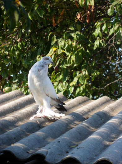 SAM_2410 - 2011_2_Tineret