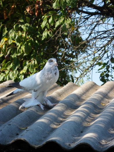 SAM_2411 - 2011_2_Tineret