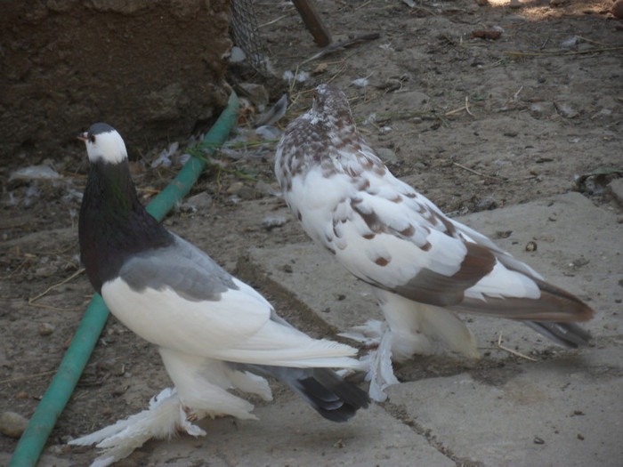 SAM_2477 - 2011_2_Tineret
