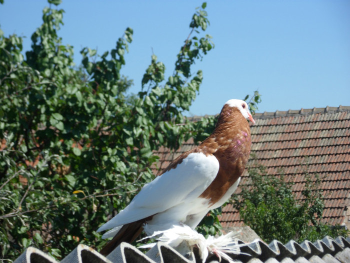 SAM_2557 - 2011_2_Tineret