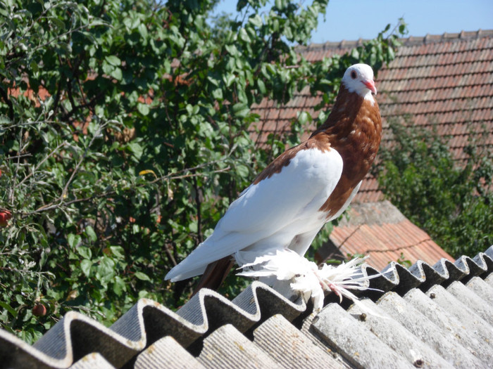 SAM_2561 - 2011_2_Tineret