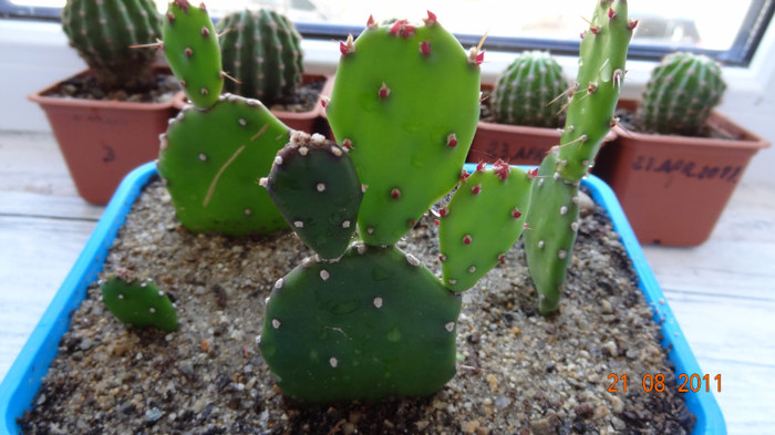 Opuntia 1 - PLANTE DE VANZARE