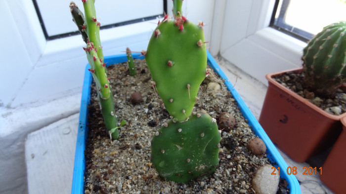 Opuntia 2 - PLANTE DE VANZARE