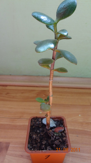 Crassula ovata 1 - PLANTE DE VANZARE