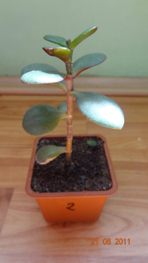 Crassula ovata 2