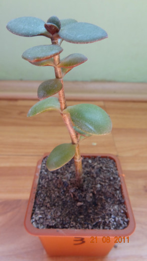 Crassula ovata 3 - PLANTE DE VANZARE