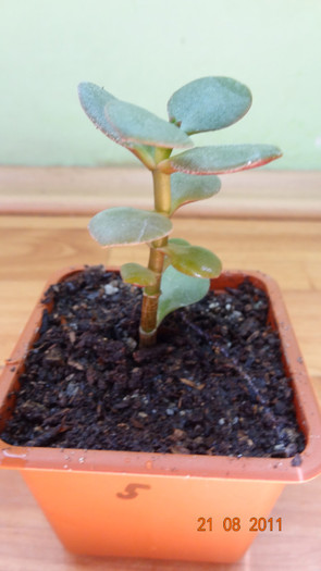 Crassula ovata 5 - PLANTE DE VANZARE