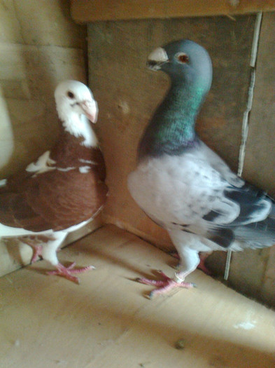 masculul vindut 2011