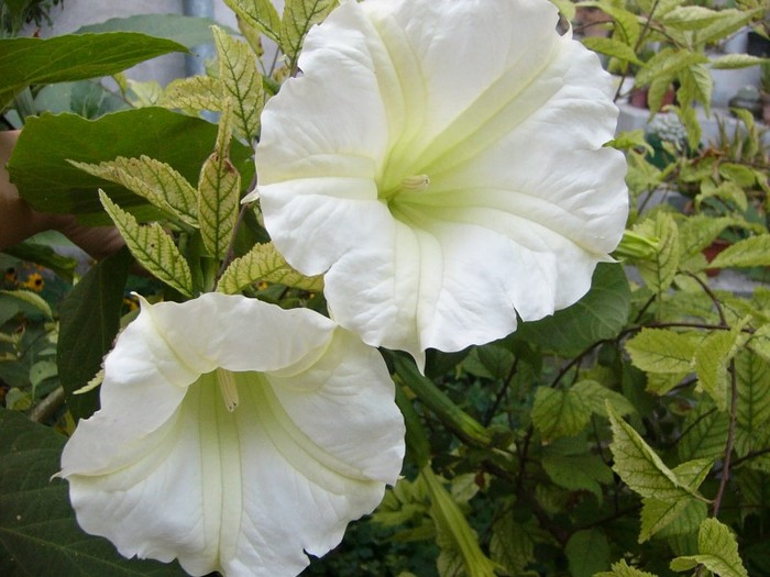 brugmansia alba - Brugmansia