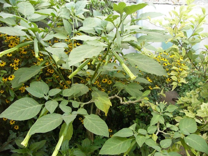 brugmansia alba - Brugmansia