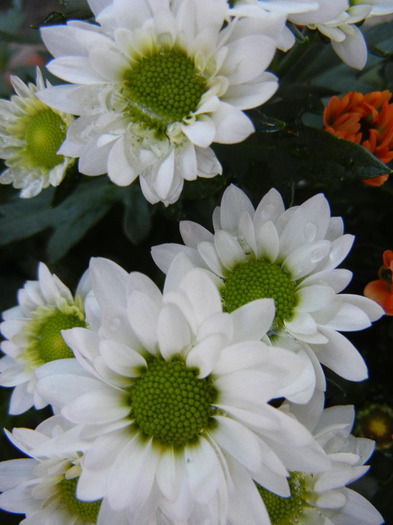 Chrysanth Picomini White (2011, Aug.14)