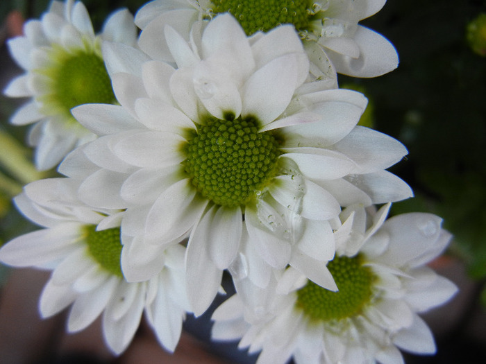 Chrysanth Picomini White (2011, Aug.20) - Chrysanth Picomini White