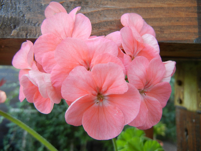 Geranium Deep Salmon (2011, Aug.20) - Geranium Deep Salmon