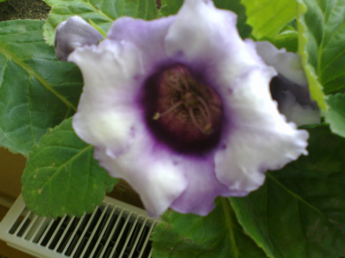 03082011927 - gloxinia