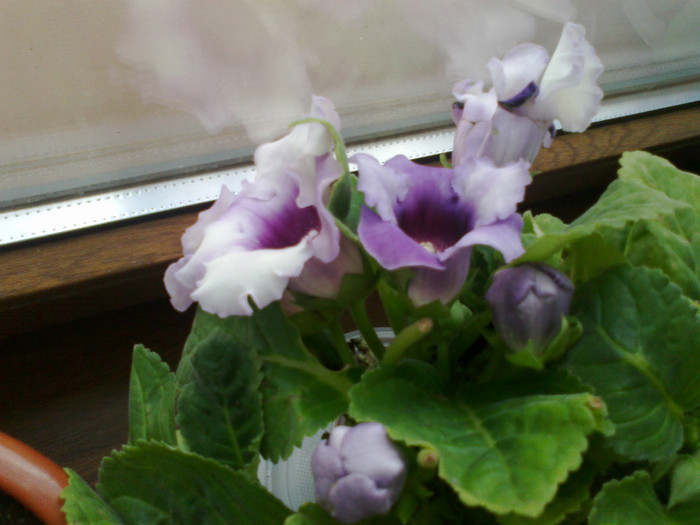 03082011928 - gloxinia