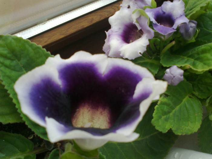 03082011929 - gloxinia