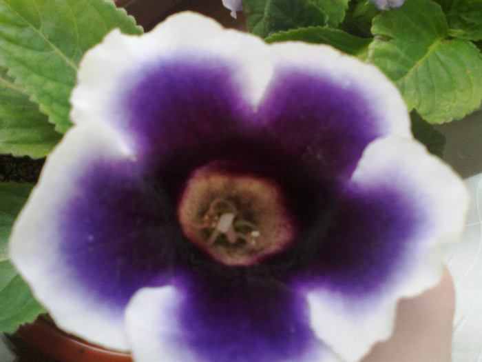 03082011930 - gloxinia