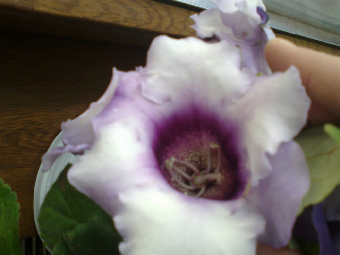 03082011931 - gloxinia