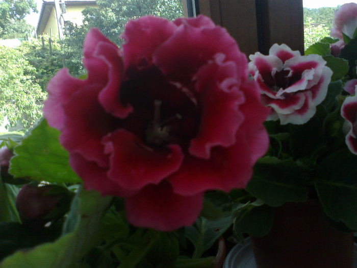 03082011933 - gloxinia