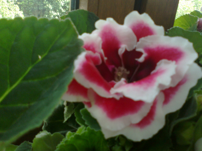 03082011934 - gloxinia