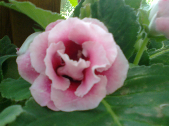 03082011935 - gloxinia