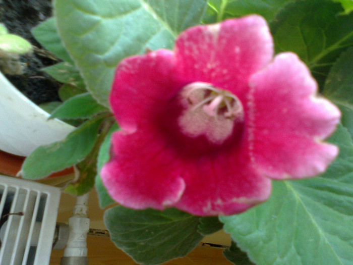 03082011936 - gloxinia