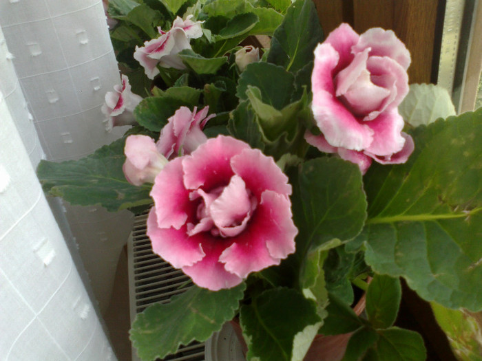 03082011937 - gloxinia