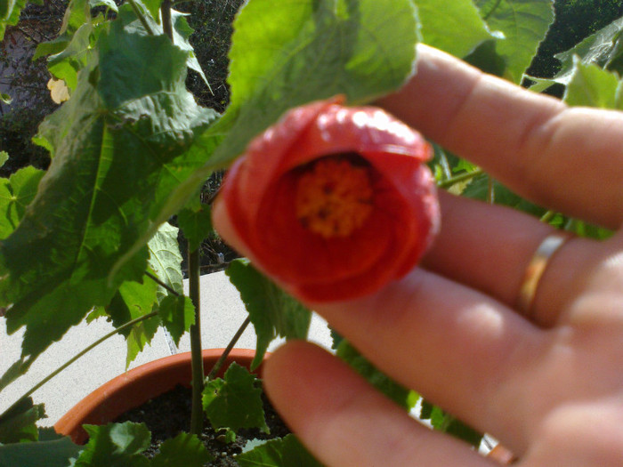 03082011956 - abutilon 2011