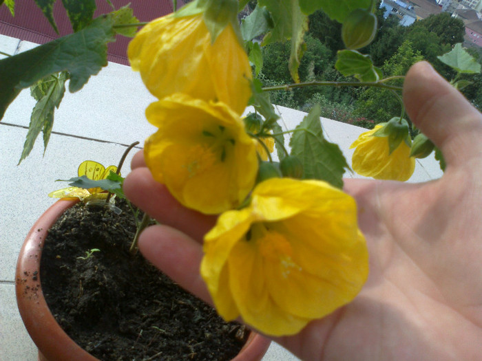 03082011959 - abutilon 2011