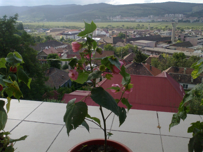 03082011950 - abutilon 2011