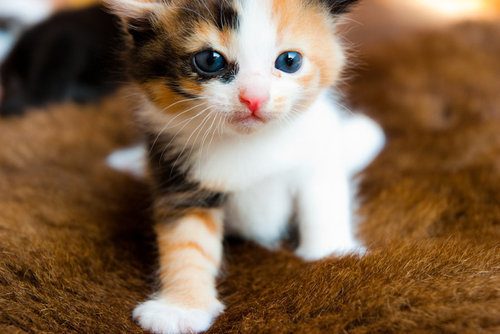 tumblr_lqahv19b8u1qiujdwo1_500_large