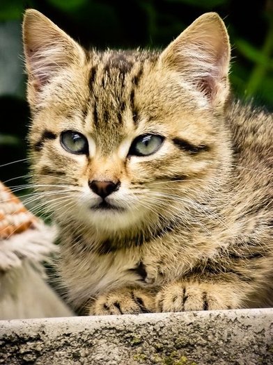 264425_235222166501913_222087844482012_821810_959733_n_large