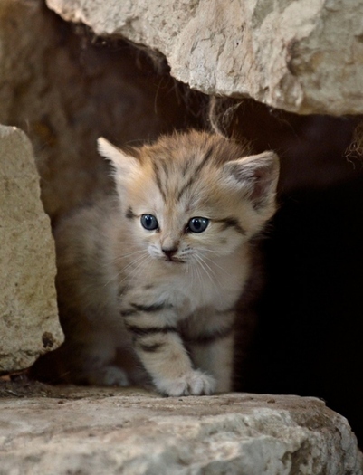 6a010535647bf3970b0154345acf14970c-800wi-copy_large