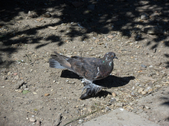 SAM_2475 - 2011_2_Tineret