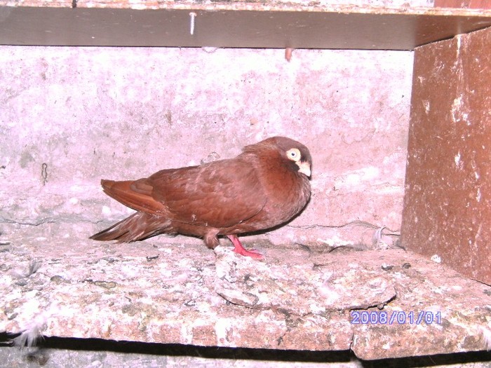 160=Pensie+Pamantia Ruchni - Porumbei 2011