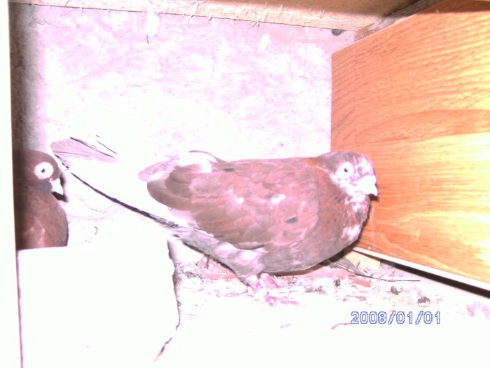 Rosie[Argintiu Galbena(#)] & Castaniu sf[Rosie(PEnsie   ROsie(matusa) Negru sf(nepot chioru) - Porumbei 2011