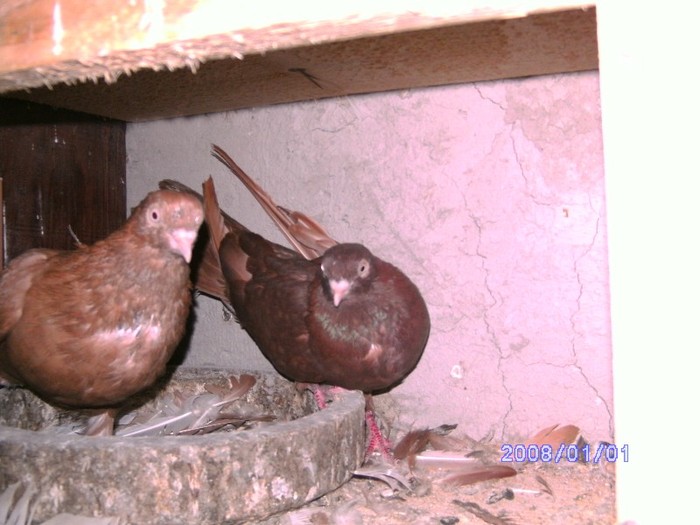 Galben sf[Galben sf(Tramvai+Galbena batrana)+Galbena sf(C.A.+G.V)] & Rosie[Sudorita+Rosu sf)]2