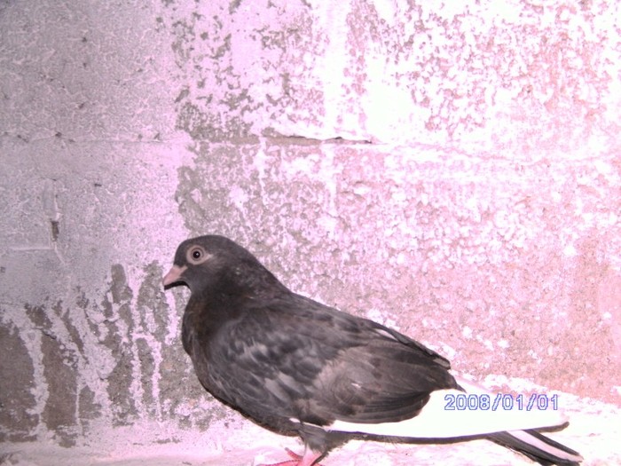 Pui din Negrii sfurculati - Porumbei 2011