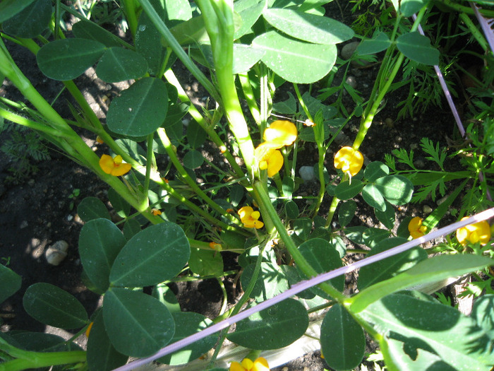 Arahide ,2011 - Flori in gradina de legume 2011