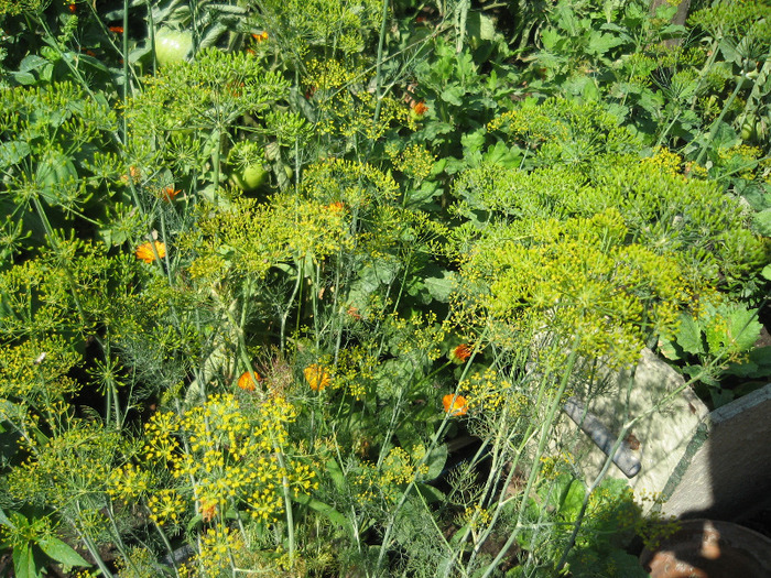 Marar ,2011 - Flori in gradina de legume 2011