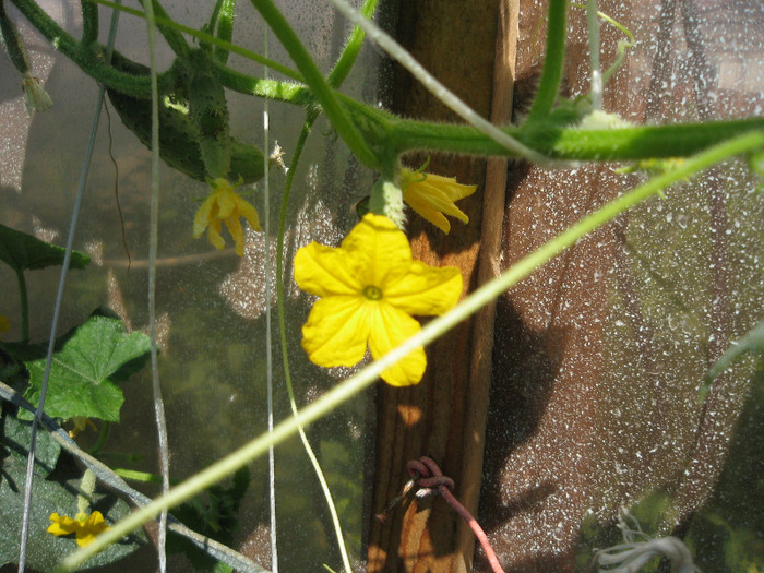 Castravete ,2011 - Flori in gradina de legume 2011