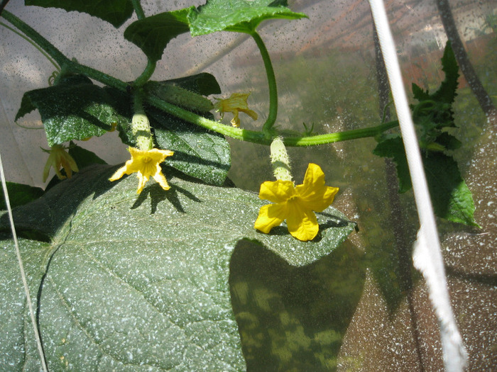 Castravete ,2011 - Flori in gradina de legume 2011